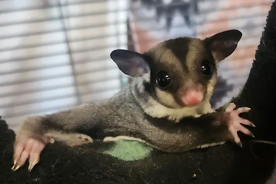 Lee- Male Sugar Glider