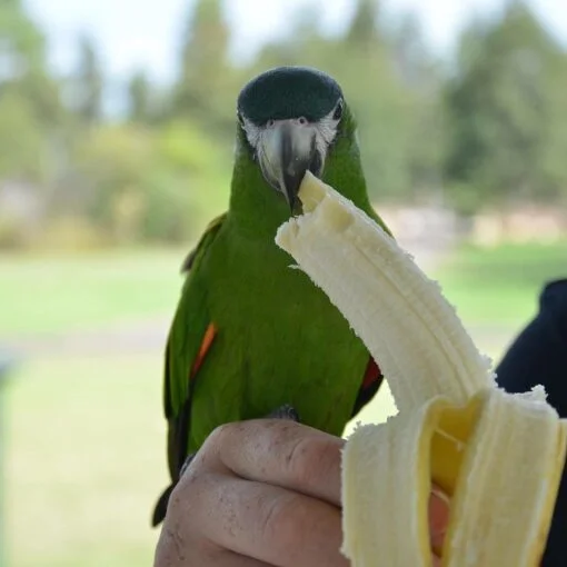 Hahns Macaw Parrot